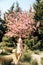 Woman with dark hair in elegant dress posing near flowering sakura trees in spring garden