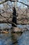 Woman with dark long hair in black robes standing on a tree stump in the middle of a swamp. Halloween and Gothic concept.