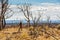 Woman in dead tree forest