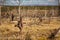 Woman in dead tree forest