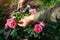 Woman deadheading dry leonardo da vinci rose in summer garden. Gardener cutting wilted flowers off with pruner.