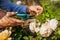 Woman deadheading dry roses in summer garden. Gardener cutting dry flowers off with pruner.