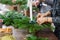 A woman decorates a Christmas arrangement with candles. Hands close-up. Master class on making decorative ornaments