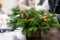 A woman decorates a Christmas arrangement with candles. Hands close-up. Master class on making decorative ornaments