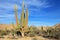 A woman demonstrates the incredible height of the large Elephant Cardon cactus or cactus Pachycereus pringlei, Baja