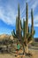 A woman demonstrates the incredible height of the large Elephant Cardon cactus or cactus Pachycereus pringlei, Baja