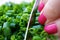 Woman Dicing Fresh Chives