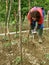 Woman digging tomato seedlings