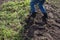 Woman digs beds with carrots in an organic garden. The theme of gardening