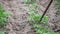 woman digs garden beds. Weeding weeds in the garden. Agricultural work