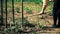 A woman digs a garden for food