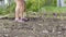 Woman digs holes in the garden with a shovel for planting plants