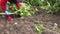 A woman digs potatoes out of the ground.