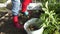 A woman digs potatoes out of the ground.