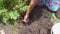 a woman digs a young potato out of the ground.