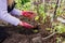 Woman in dirty garden gloves transplants large seedlings of tomatoes in the garden