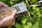 Woman discage a mouse in a live capture mousetrap to the garden