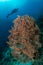 woman diver over a tropical gorgonian reef