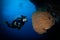 Woman diver on the reef in the Red Sea