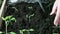 Woman dives tomato seedlings into a box