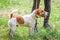 Woman with dog Fox terrier smooth-haired on a walk_