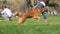 Woman and dog playing in the park