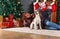 Woman with dog in the room with Christmas decorations