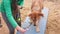 Woman dog trainer giving a treat to mixed breed dog during the training