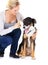 Woman, dog training and command in studio with tennis ball, learning and focus by white background. Trainer, pet animal