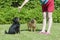 Woman with dogs on a green lawn on a bright sunny day