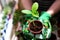 Woman doing gardening work with organic green plant