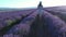 A woman in a dress walks through a blooming lavender field