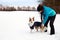 Woman dressing her cute dog with a dog coat, cold winter and snow season