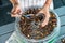 Woman dried plums in a dehydrator into jars. Selective focus.