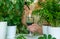 A woman drinks liquid chlorophyll. Selective focus.