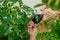 A woman drinks liquid chlorophyll. Selective focus.