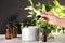 Woman dripping essential oil into mortar with mint on table