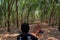 A woman driving a motorbike rides a rubber tree plantation in the Hevea Brazilian