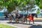 Woman driving touristic horse carriage in Thessaloniki