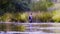 Woman ecologist in high rubber boots walking in the water of the forest river