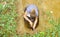 Woman ecologist taking samples of a soil