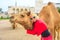 Woman embraces camel