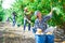 Woman engaged in gardening, picking fresh ripe peaches in orchard