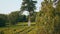 Woman enjoy park walk at beautiful summer day. Lady looking on trimmed bushes