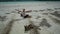 Woman enjoying kangaroo at Lucky Bay