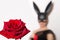 Woman in an erotic black mask of a hare in the background. rose in the foreground. White background