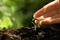 Woman examine young green seedling in soil, closeup