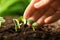 Woman examine young green seedling in soil outdoors, closeup