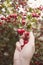 Woman examines and collects majoletas, edible red berries of autumn. Crataegus monogyna