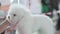 A woman examines the head of a bichon frise dog on a table in a grooming studio